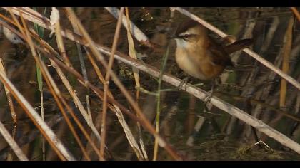 Bıyıklı kamışçın