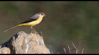 Dağ kuyruksallayanı