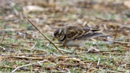 Küçük boğmaklı toygar