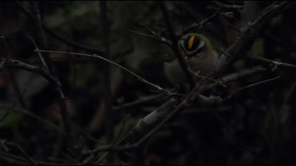 Sürmeli çalıkuşu