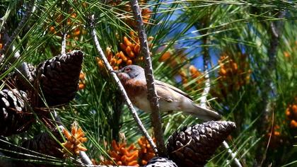Bıyıklı ötleğen