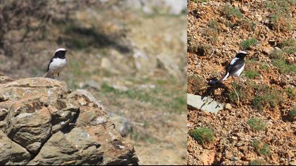 Aksırtlı kuyrukkakan