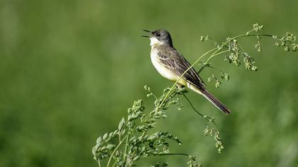 Sarı kuyruksallayan