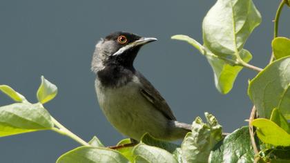 Karaboğazlı ötleğen