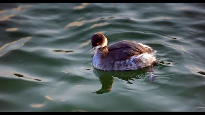 Karaboyunlu batağan