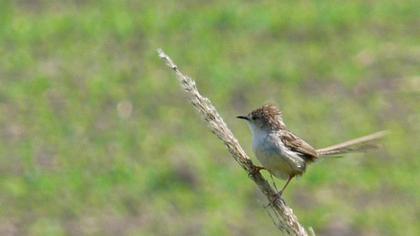 Dikkuyruklu ötleğen