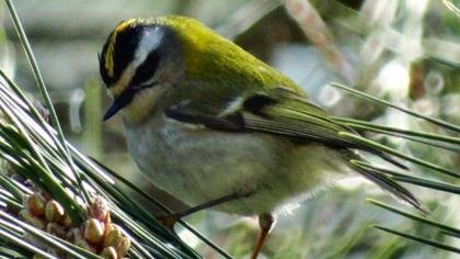 Sürmeli çalıkuşu