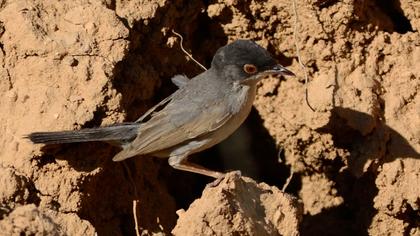 Pembegöğüslü ötleğen