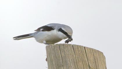 Büyük örümcekkuşu