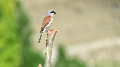 Kızılsırtlı örümcekkuşu
