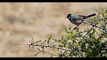 Karaboğazlı ötleğen