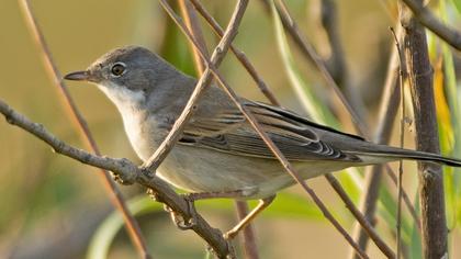 Akgerdanlı ötleğen