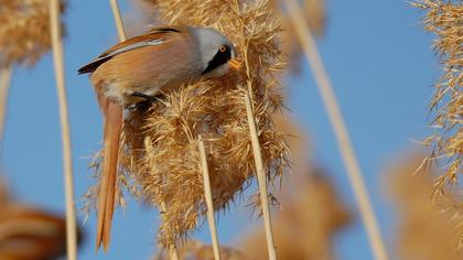 Bıyıklı baştankara