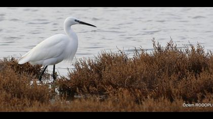 Küçük ak balıkçıl