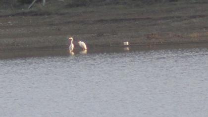 Büyük ak balıkçıl