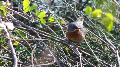 Bıyıklı ötleğen