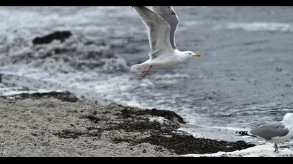 Kuzey gümüş martı