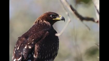 Büyük orman kartalı