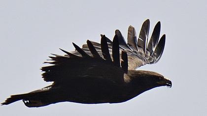 Küçük orman kartalı