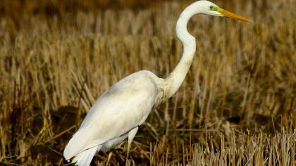 Büyük ak balıkçıl