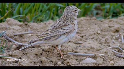 Türkistan çorak toygarı