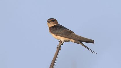 Kızıl kırlangıç