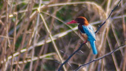İzmir yalıçapkını