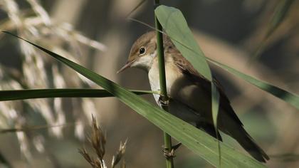 Eurasian Reed Warbler