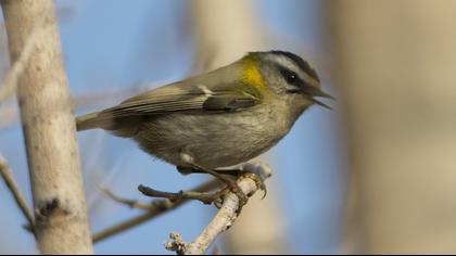 Sürmeli çalıkuşu