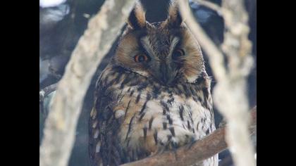 Kulaklı orman baykuşu