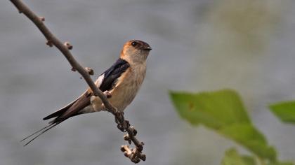 Kızıl kırlangıç