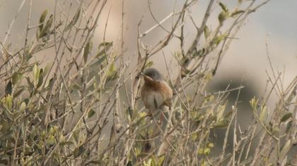 Bıyıklı ötleğen