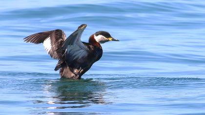 Kızılboyunlu batağan