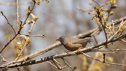 Bıyıklı ötleğen