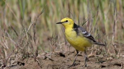 Sarıbaşlı kuyruksallayan