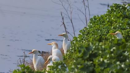 Sığır balıkçılı