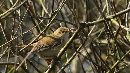Çalı kamışçını