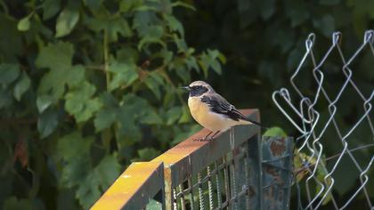 Karakulaklı kuyrukkakan