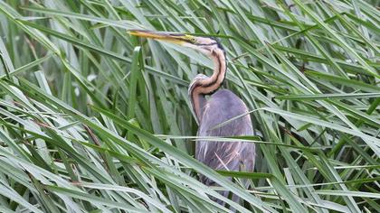 Purple Heron
