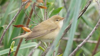 Çalı kamışçını