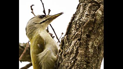Küçük yeşil ağaçkakan