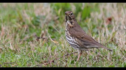 Song Thrush