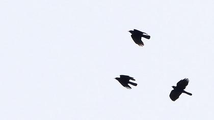 Sarıgagalı dağ kargası