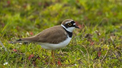 Halkalı küçük cılıbıt