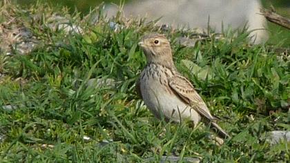 Türkistan çorak toygarı