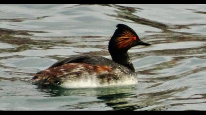 Karaboyunlu batağan