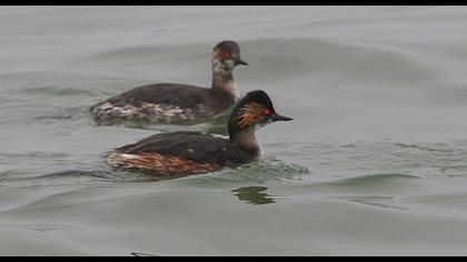 Karaboyunlu batağan