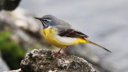 Dağ kuyruksallayanı