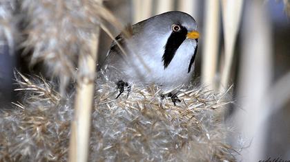 Bıyıklı baştankara