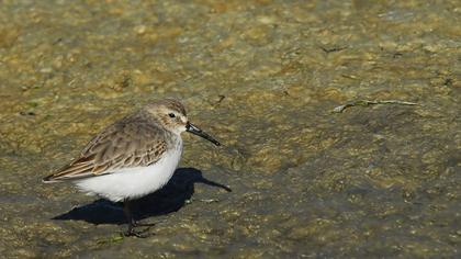 Karakarınlı kumkuşu